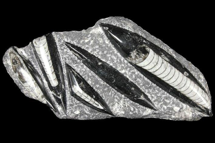 Polished Fossil Orthoceras (Cephalopod) Plate - Morocco #127712
